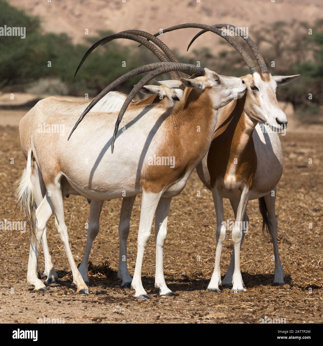 Herde von Scimitar-Hornoryx, einer in freier Wildbahn ausgestorbenen Art, im Yotvata Hai-Bar Naturreservat Zufluchtsort für Zucht und Rekaklimation. Oryx dammah Stockfoto