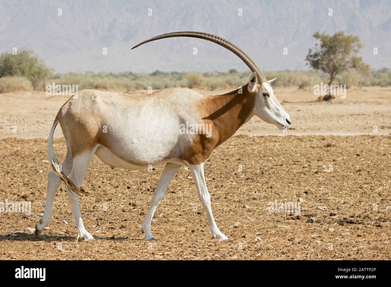 Die vom Aussterben bedrohte Art, der Zungenoryx, spaziereniert durch die Negev-Wüste im Brutzentrum des Yotvata Hai-Bar Nature Reserve (Oryx dammah) Stockfoto