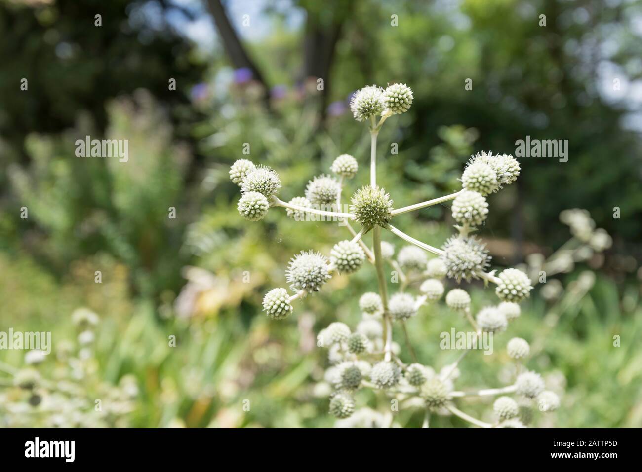 Eryngium yuccifolium, bekannt als Klapperschlangenmeister, Knopf-Eryngo und Knopf-Schlangenwurzel, ist eine mehrjährige krautige Pflanze aus der Familie der Petersilie Stockfoto