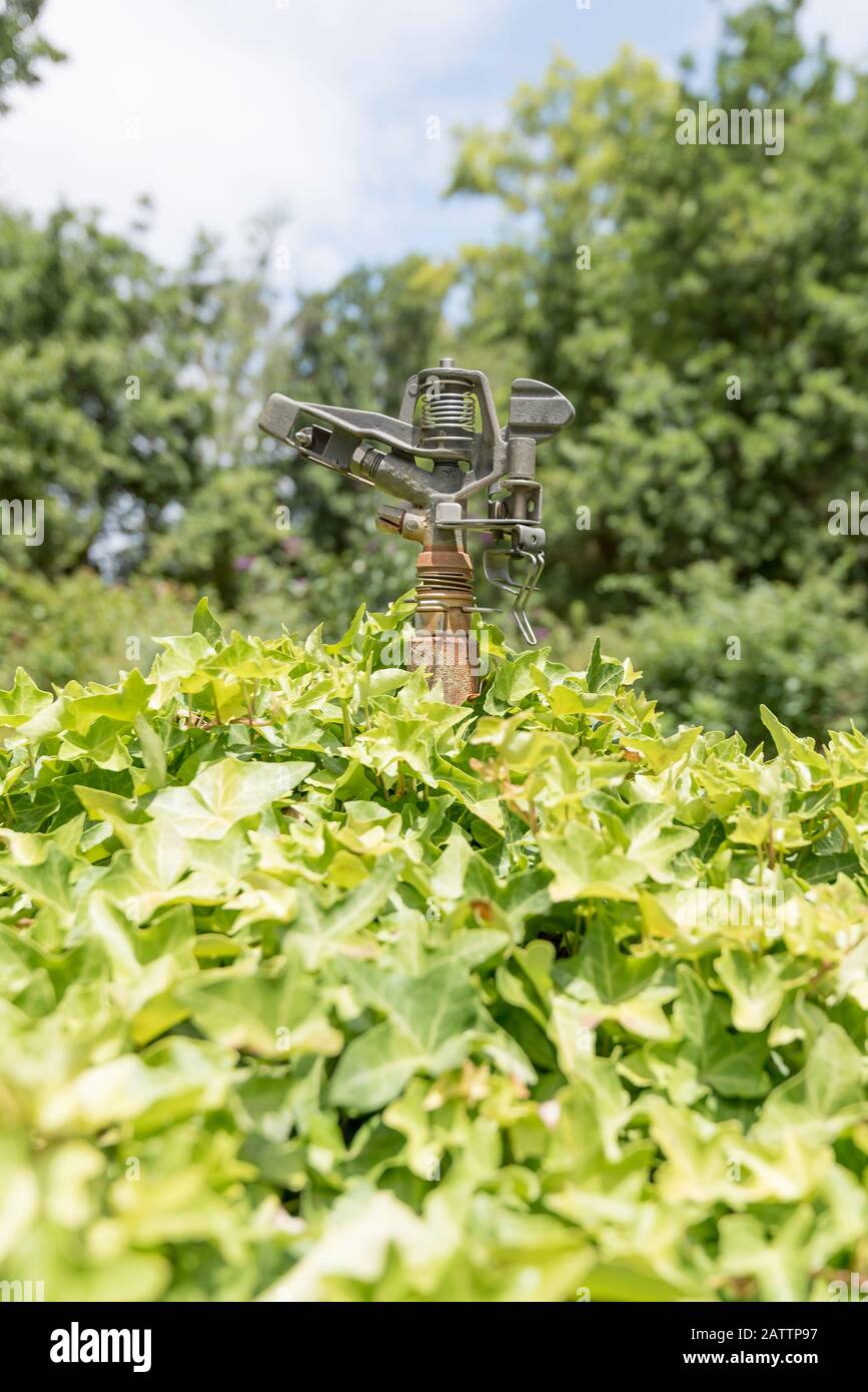 Ein Wasserhahn für gewerbliche Wasserbeaufschlagung, der fast von Gartenwachstum bedeckt ist. Stockfoto