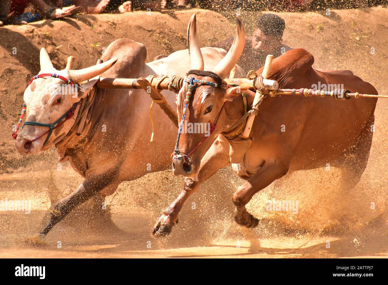 Bullen, die durch Schlamm laufen, mit angehängtem Pflug und ziehen eines Bauern/Schlammspritzens Stockfoto