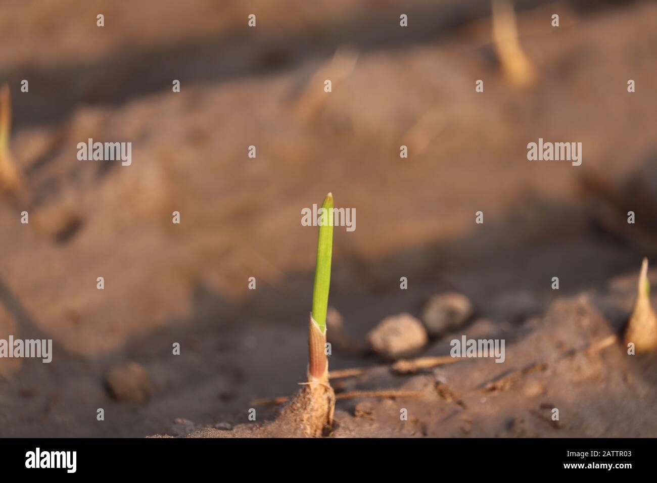 Im Freien einer Knoblauchfabrik in Sonnenlicht, landwirtschaftlichen Pflanzen Stockfoto
