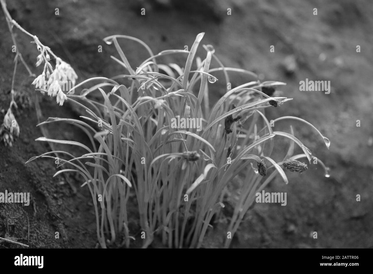 Monochrom einer Gruppe von Fenchelpflanzen, Schwarz-Weiß-Pflanzen Stockfoto