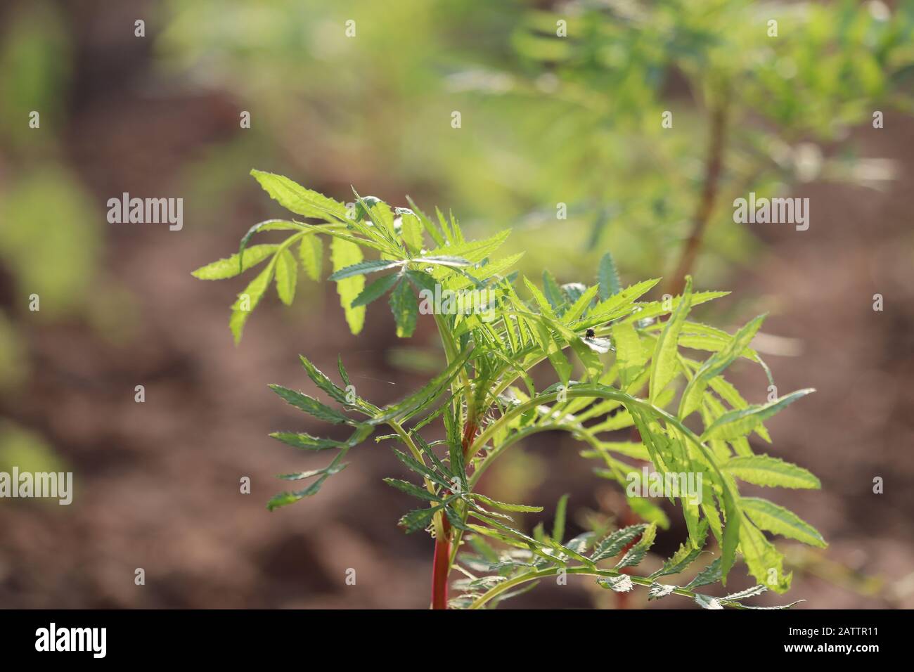 Nahaufnahme EINER marigalten Blumenanlage im Sonnenlicht mit marigaltem Bauernhintergrund Stockfoto