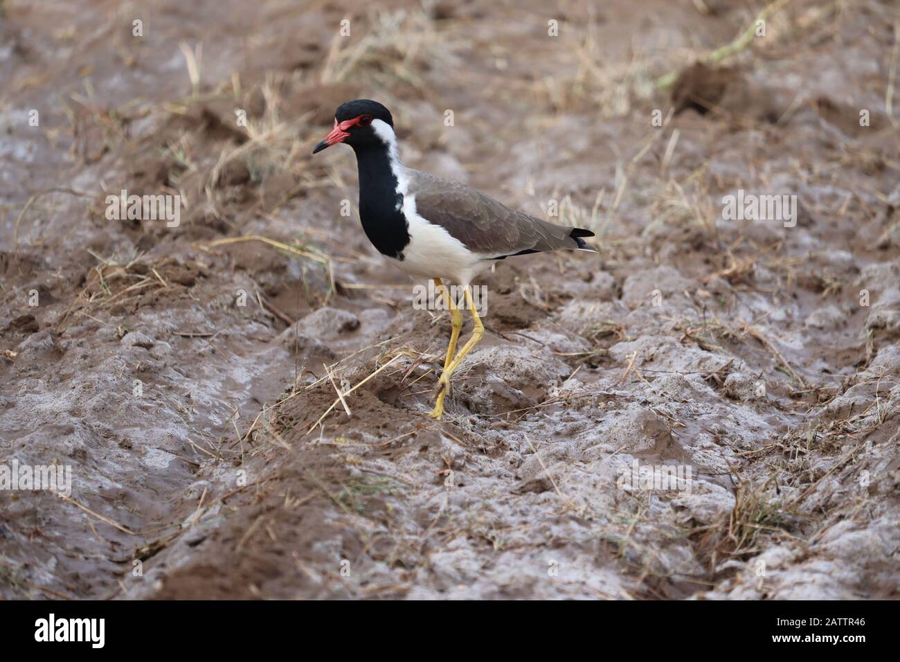 Rot gewatteter Lapwing auf dem Boden, im Freien Stockfoto