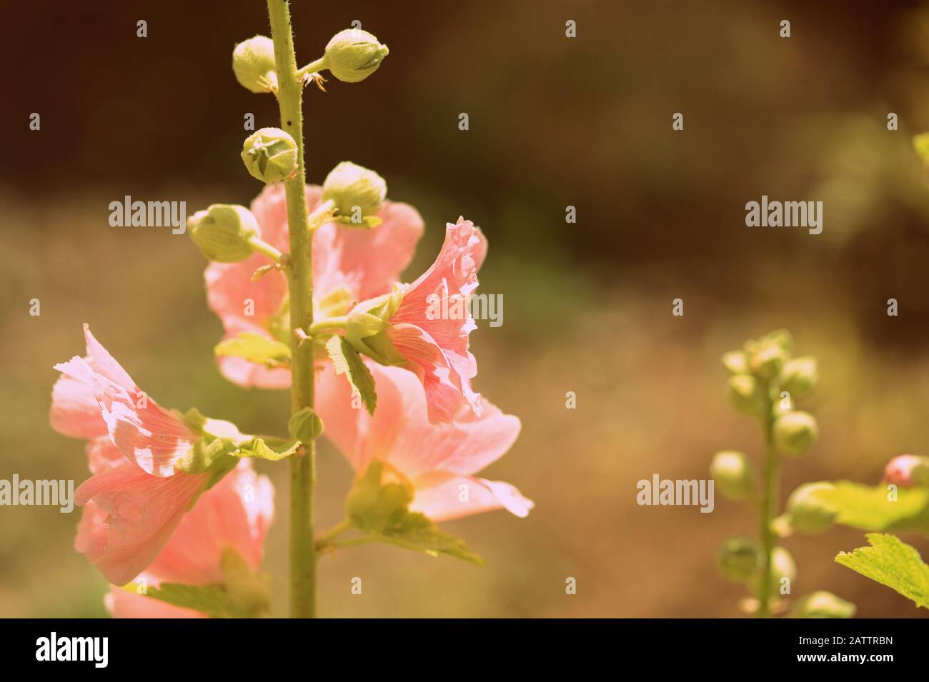 Schöne hollyhock Blumen (Alcea Rosea) an einem sonnigen Sommertag im Garten. Retro-Stil gezont Stockfoto
