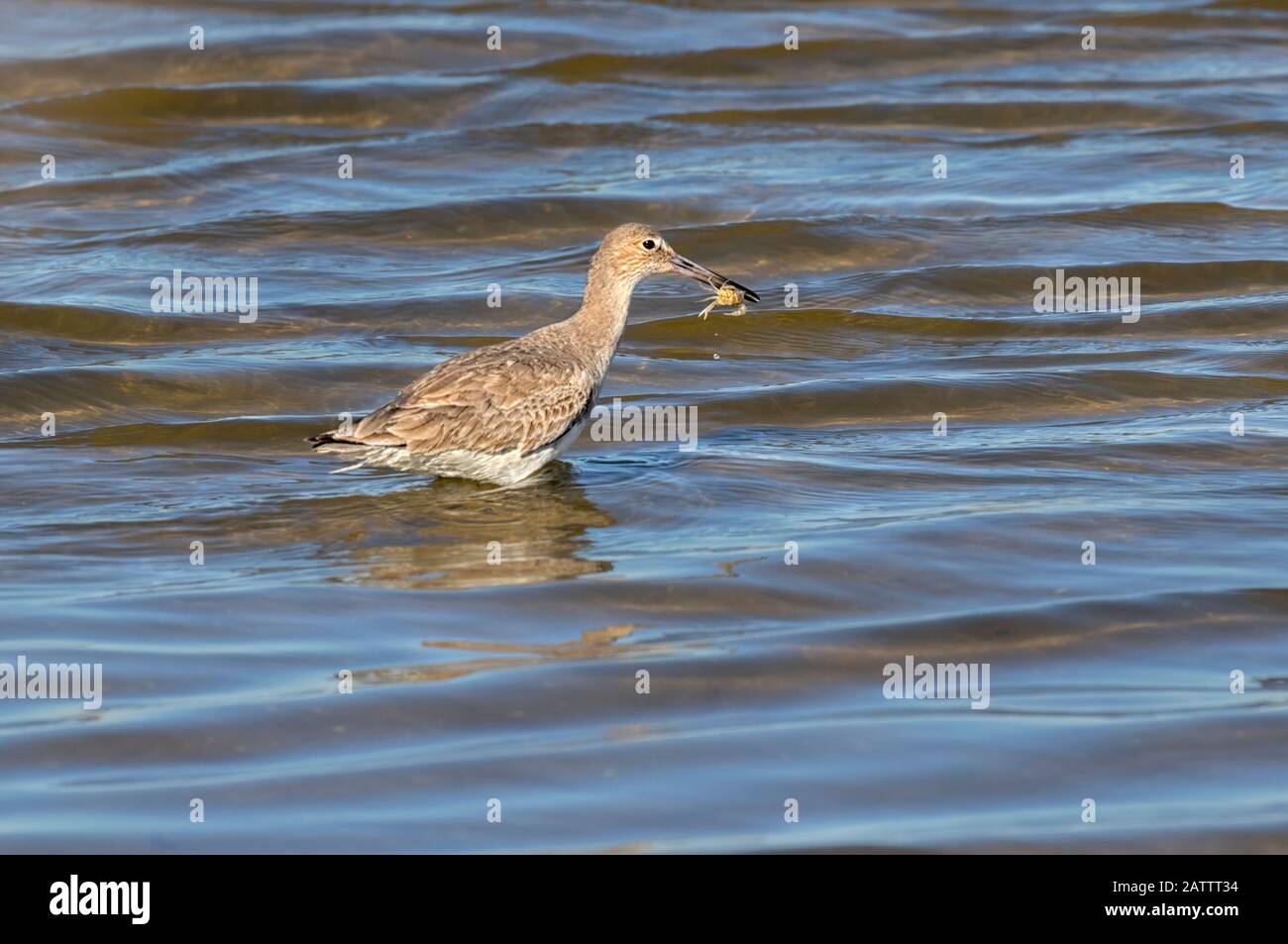 Willet (Tringa semipalmata), der die Krabbe isst, Galveston's Island, Texas, USA Stockfoto