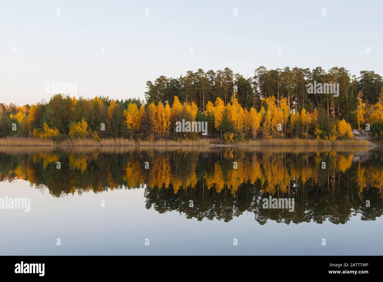 Goldener Wald in der Nähe des Sees. Dunkler Herbsttag. Reflexion im Wasser Stockfoto