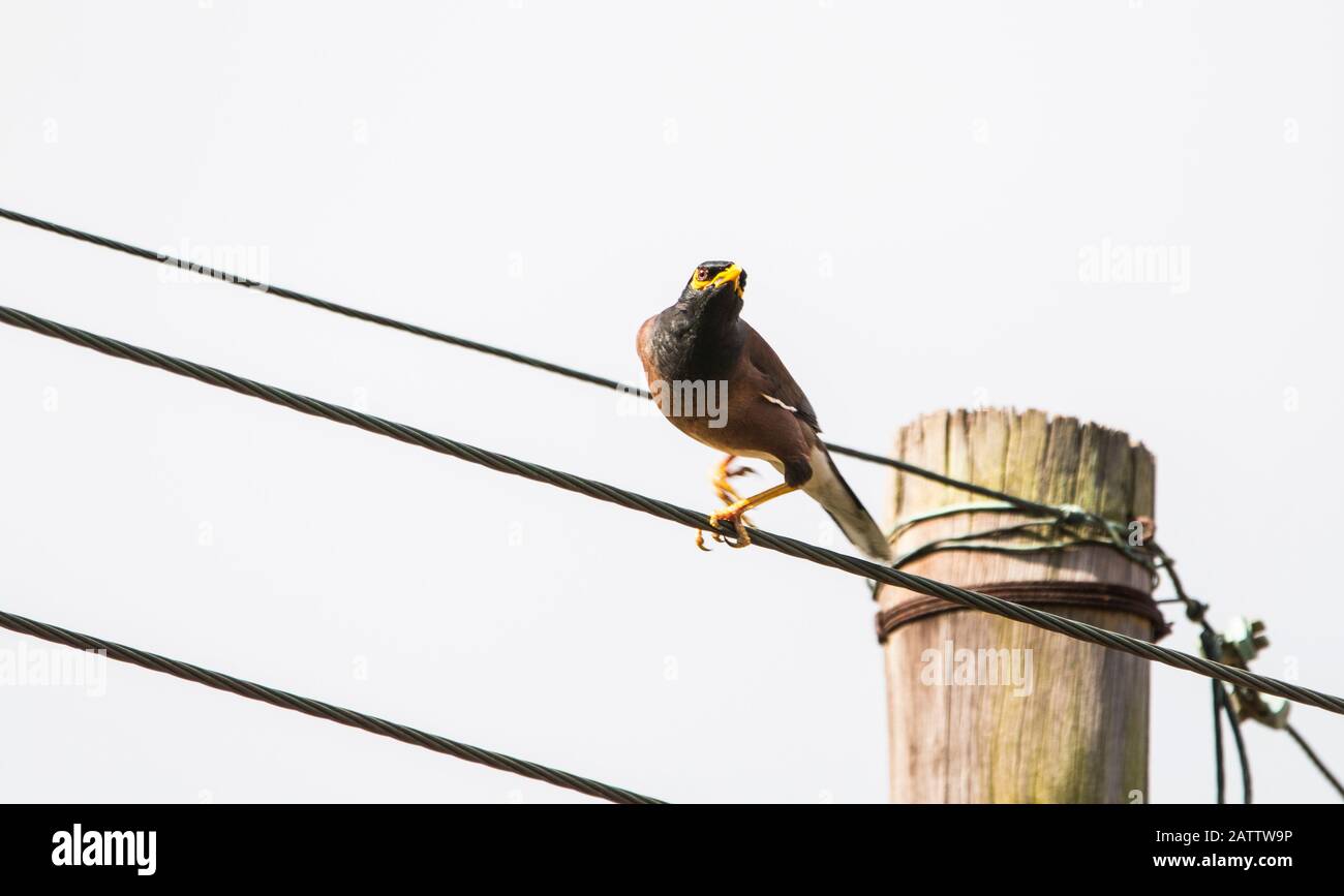 Indischer Mynah-Vogel auf Stromkabel Stockfoto
