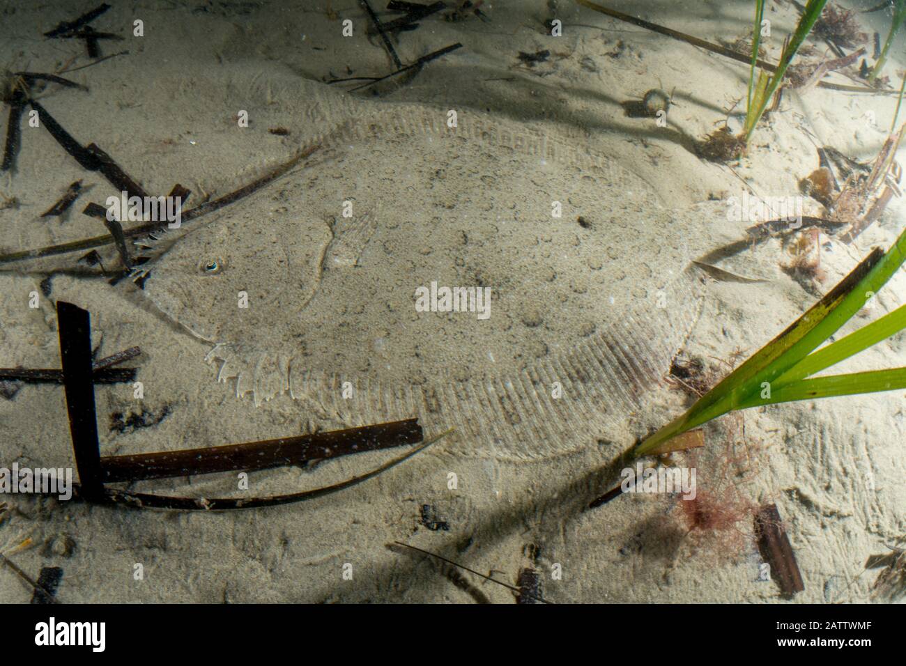 Brill Scophthalmus rhombus Stockfoto