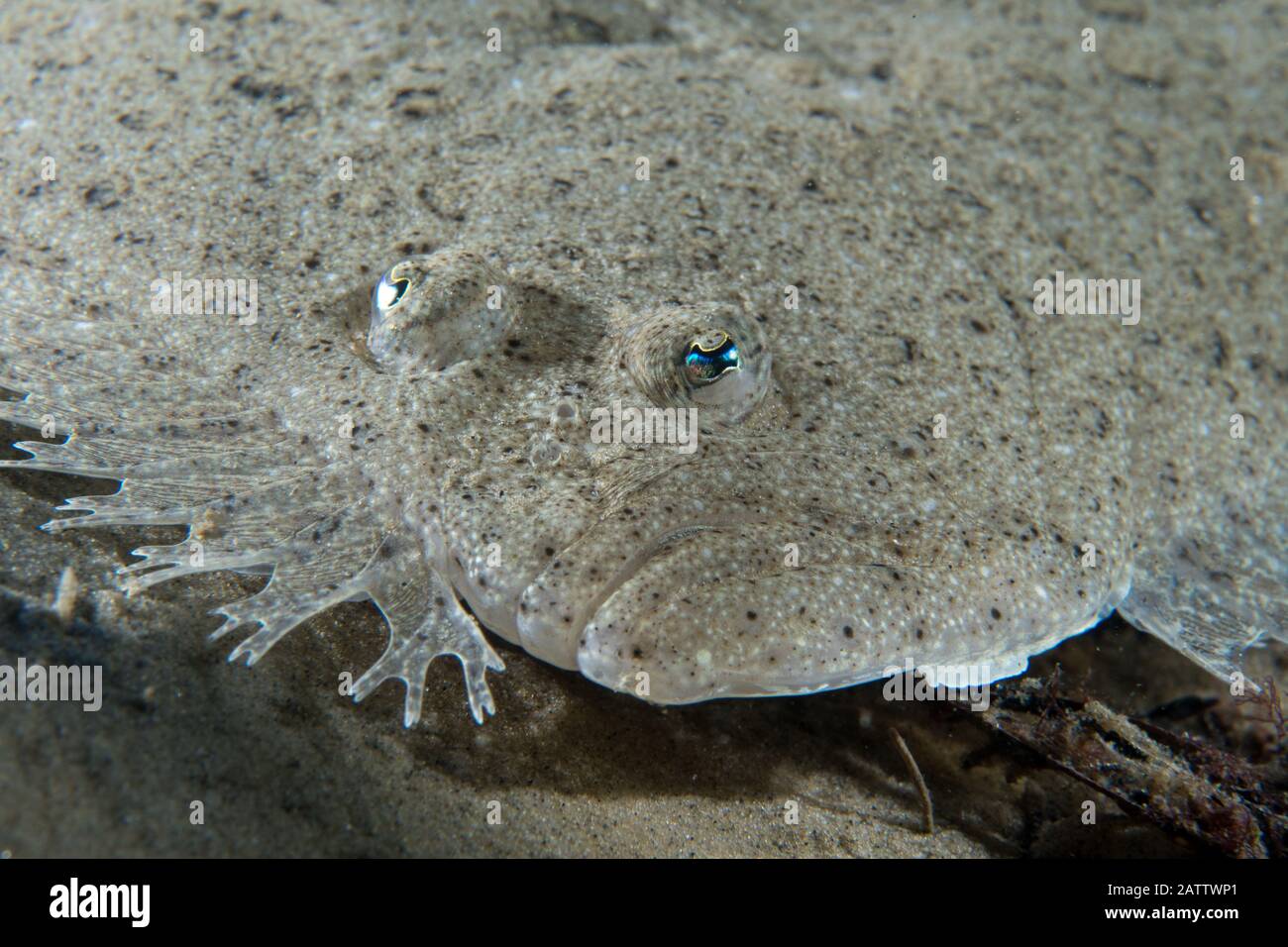 Brill Scophthalmus rhombus Stockfoto