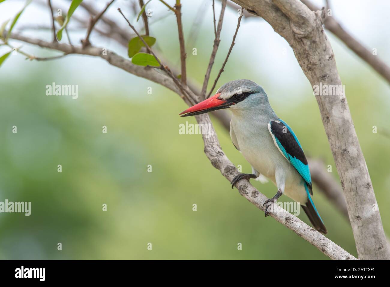 Ein Waldkingfisher - Halcyon senegalensis - liegt auf einer Perücke im Kruger-Nationalpark in Südafrika Stockfoto