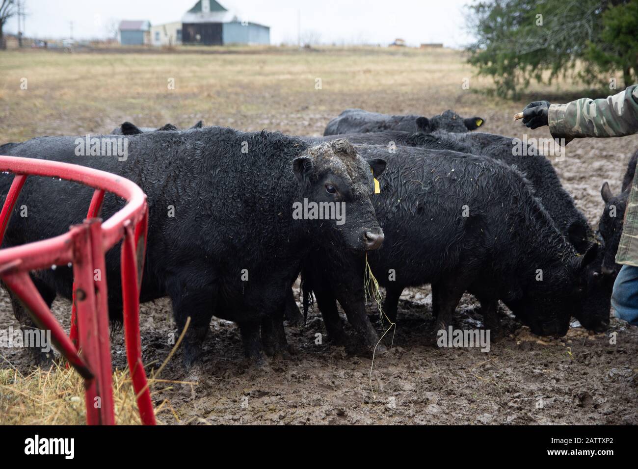 Ein 3-jähriger Miniatur-Angus-Bullen läuft im Schlamm mit Gras in seinem Mund. Stockfoto