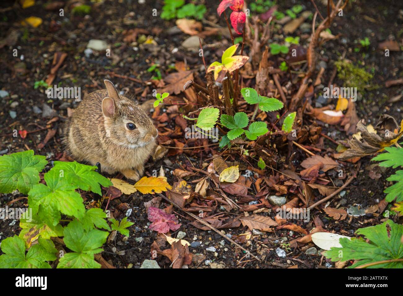 Bellevue, Washington, USA. Der junge Bergkottail oder Nuttalls Baumwollschwanz (Sylvilagus nuttallii) im Botanischen Garten Bellevue im Herbst. Stockfoto
