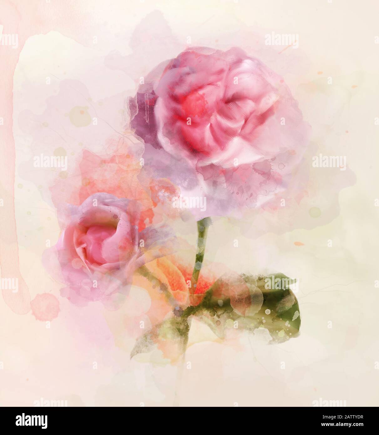 Frühlings- und Sommer-Blumen-Kollektion - Pink Roses digitale Aquarellzeichnung Stockfoto