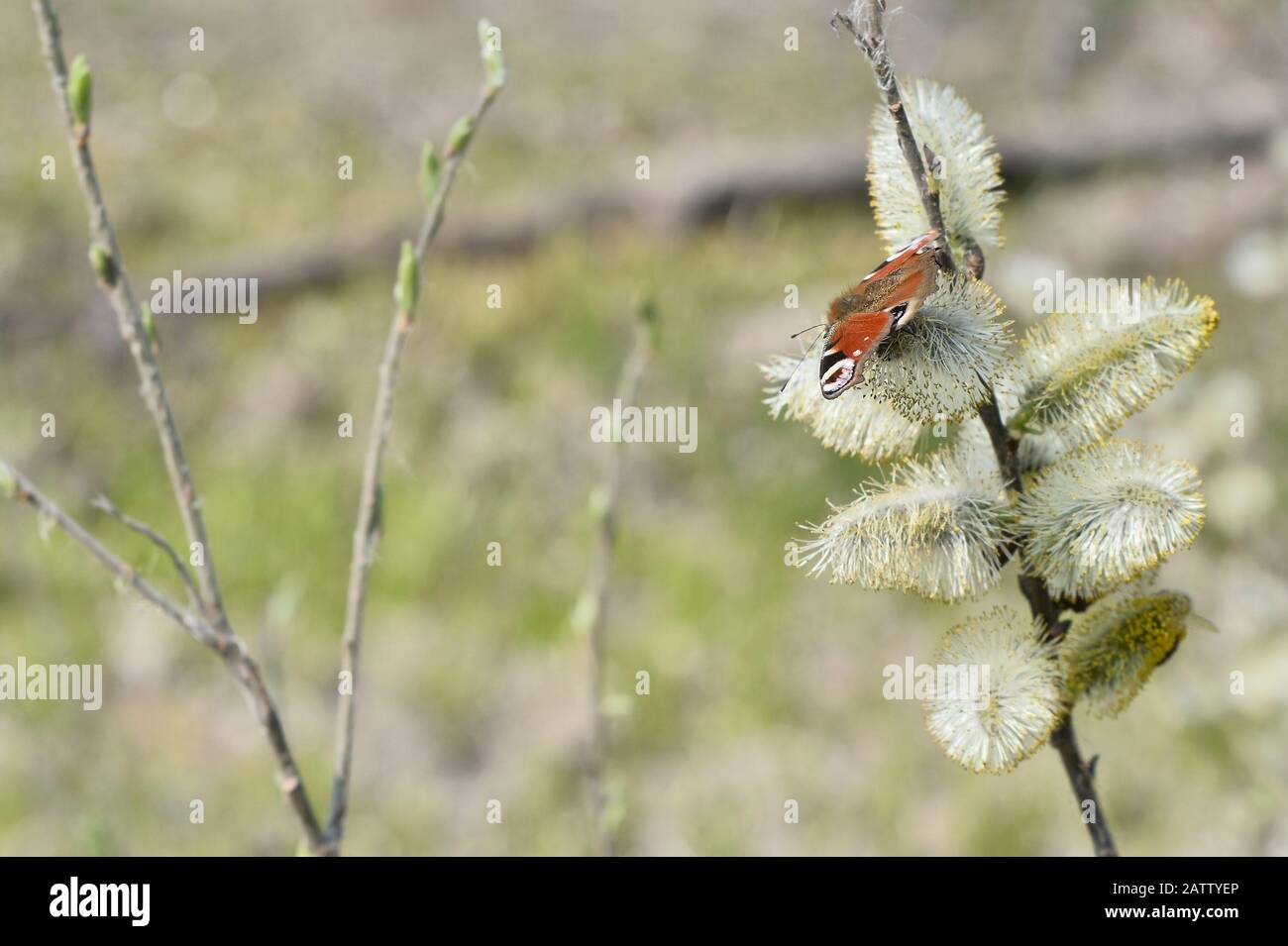 Der Tag Pfauenaugen-Schmetterling sitzt im Frühjahr auf blühenden Weidenknospen. Hintergrund. Stockfoto