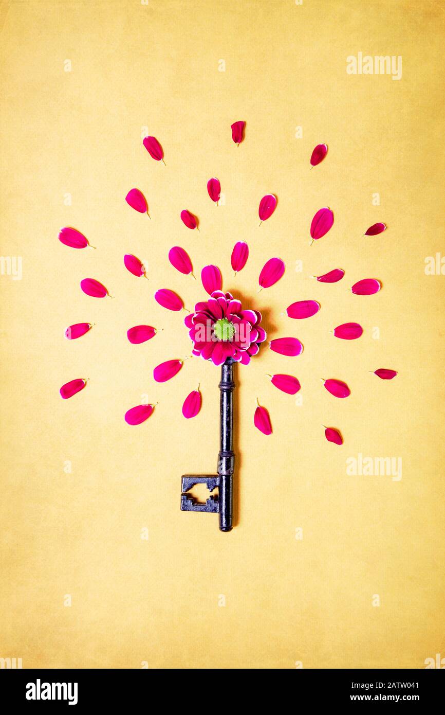 Rosa Chrysanthemum mit Lockeren Kronblättern auf Schlüssel Stockfoto