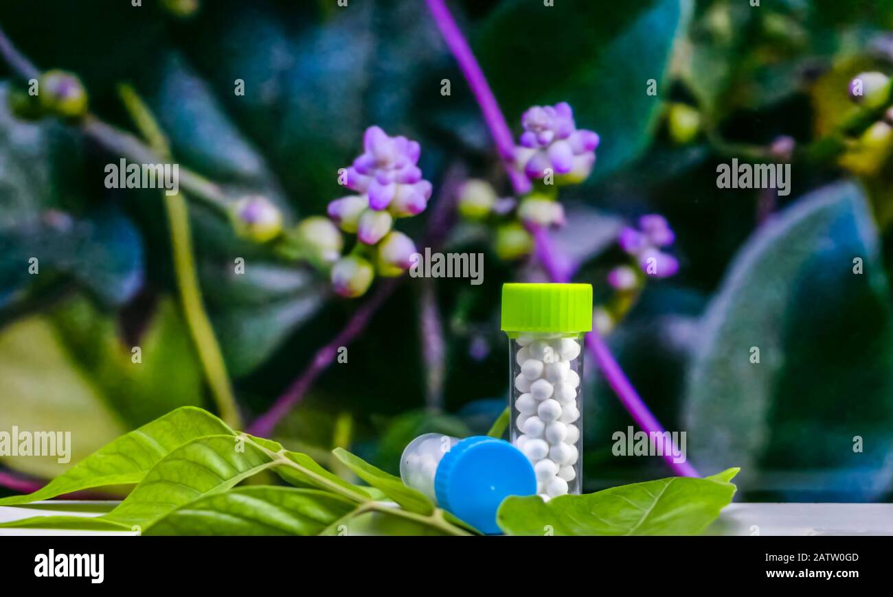 Homöopathisches Konzept - Flaschen mit Homöopathischen Zuckerballpillen auf grünen Blättern mit verschwommenem violettem Blumenhintergrund Stockfoto