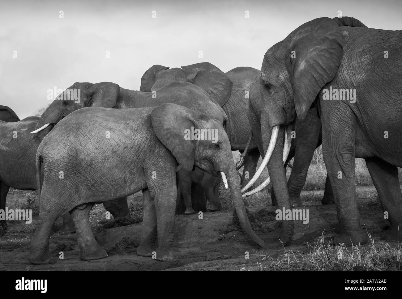 Elefantenfamilie in der Savanne, Safari in Afrika, Kenia, Tansania, Elefanten aus dem Nationalpark, Die Auf Der Jagd nach Botswana kämpfen, jagen Elefanten Stockfoto