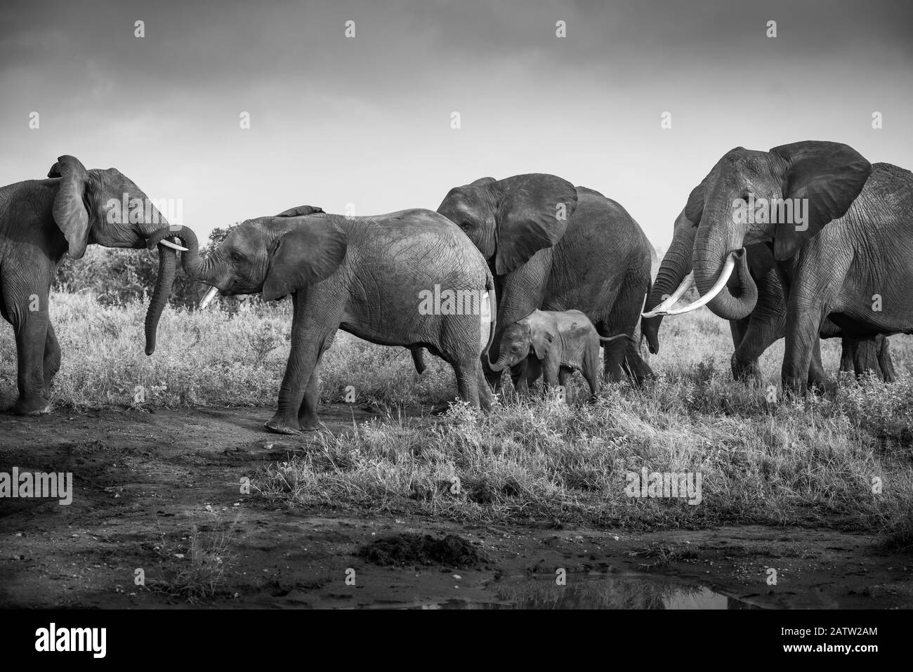 Elefantenfamilie in der Savanne, Safari in Afrika, Kenia, Tansania, Elefanten aus dem Nationalpark, Die Auf Der Jagd nach Botswana kämpfen, jagen Elefanten Stockfoto