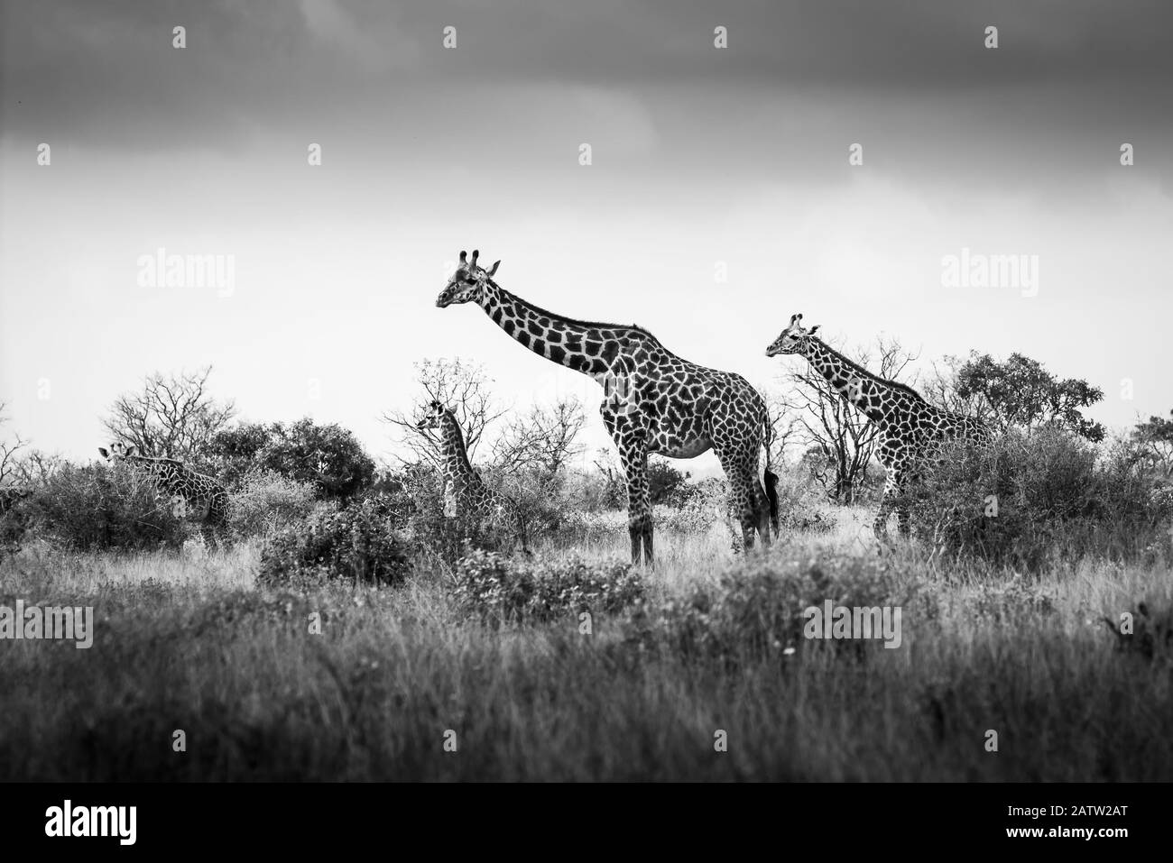 Giraffen in der Savanne, Safari in Kenia, Afrika, Familienbaby in Uganda, Tansania Botswana Jagd auf Elefanten Nationalpark Saanna Safari in Stockfoto