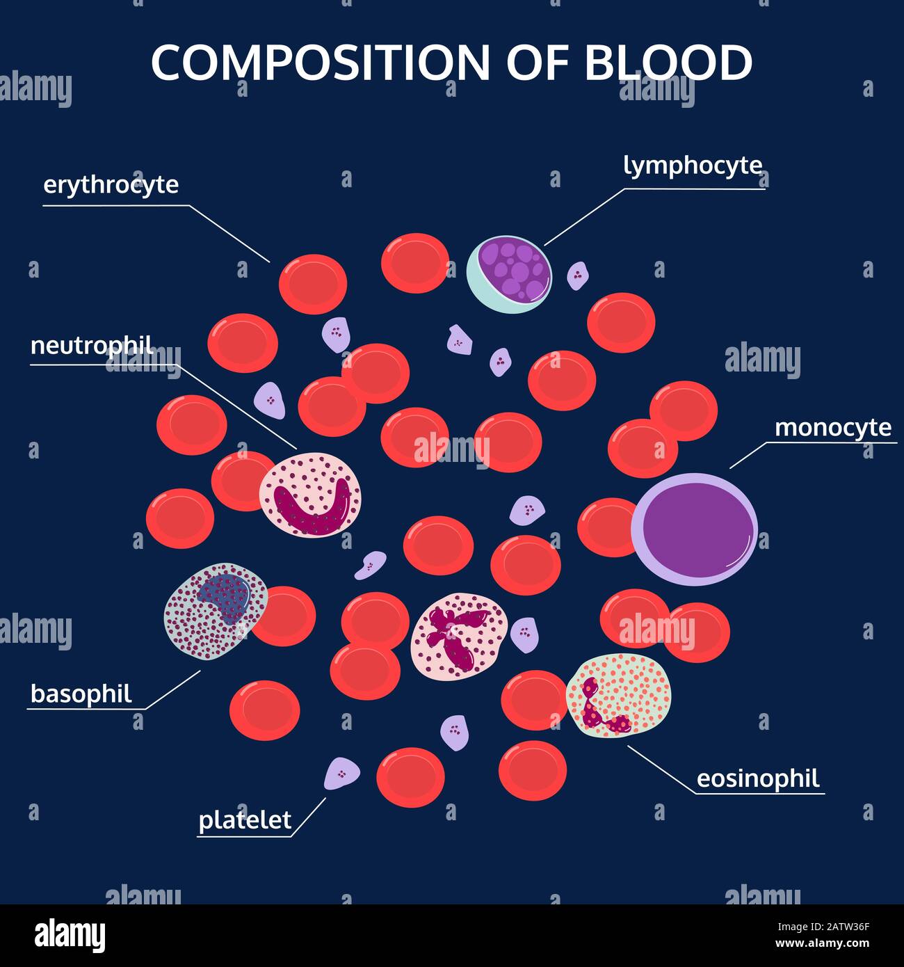 Infografiken der Blutzusammensetzung: Rote, weiße Zellen, Blutplättchen unter dem Mikroskop mit Namen auf blauem Hintergrund. Medizinisches Flachvektorkonzept. Stock Vektor