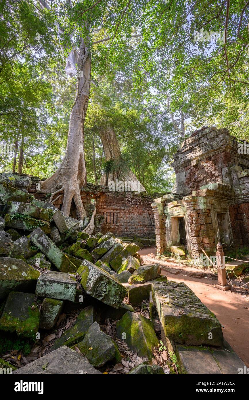 Gigant Tetrameles nudiflora - Spung Baum mit den Ruinen von Ta Prohm Tempel in Angkor Wat, Siem Reap, Kambodscha Stockfoto