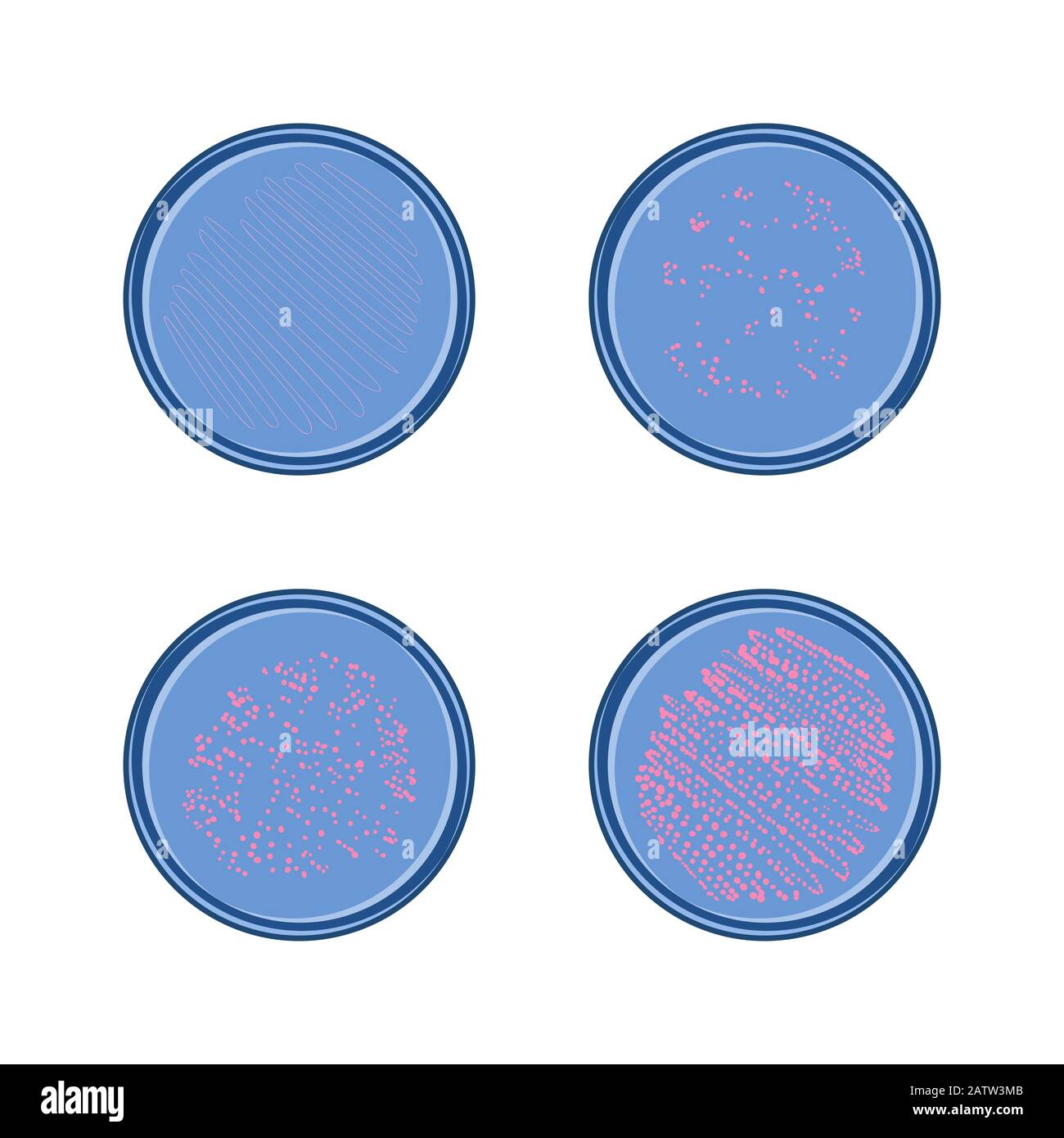 Bakterienwachstum in petry Dish, 4 Stufen der Kolonie von Mikroben, Vektor-flaches Design. Stock Vektor