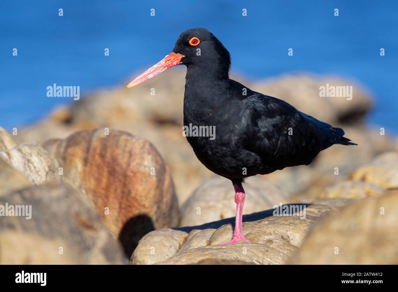 Afrikanischer Oystercatcher (Haematopus moquini), Vorderansicht eines Erwachsenen, der auf einem Felsen steht, westkaper, Südafrika Stockfoto