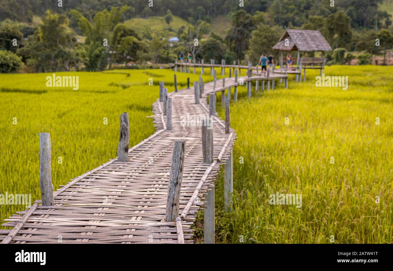 Bambusbrücke und Reisfelder, Pai, Thailand Stockfoto