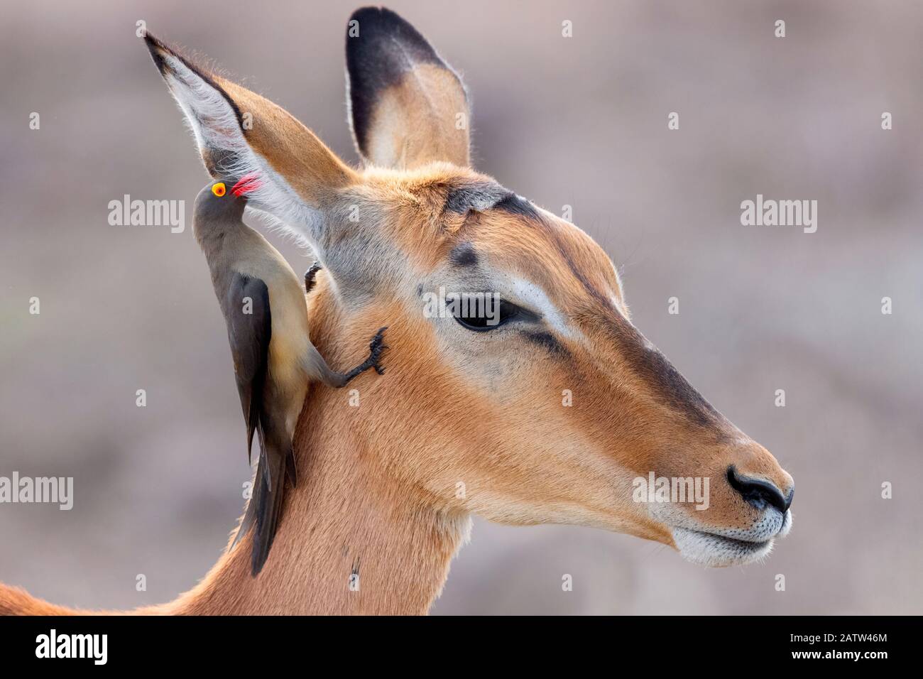 Roter Oxpecker (Buphagus erythrorynchus), der nach Parasiten im Ohr eines Impala (Aepyceros melampus), Mpumalanga, Südafrika sucht Stockfoto
