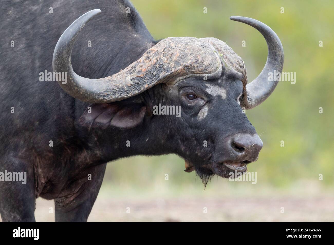 Afrikanischer Büffel (Syncerus caffer), Erwachsene Männer Nahaufnahme, Mpumalanga. Südafrika Stockfoto