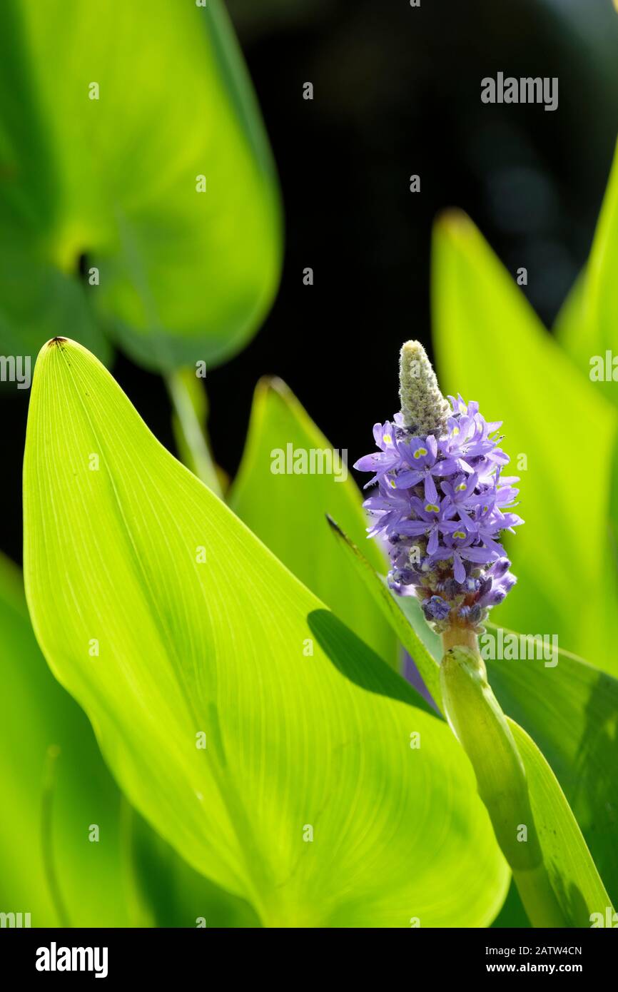 Pontederia cordata, Herzblättrige Beizgraskraut, Pflückerelkraut Stockfoto