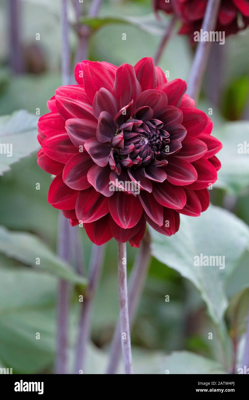 Einzelne tiefe rote Blume von Dahlia Karma Choc auch als Dahlia 'Karma Chocolate bekannt Stockfoto