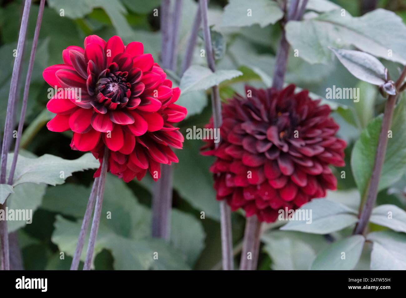 Tiefrote Blumen von Dahlia Karma Choc, auch bekannt als Dahlia 'Karma Chocolate Stockfoto