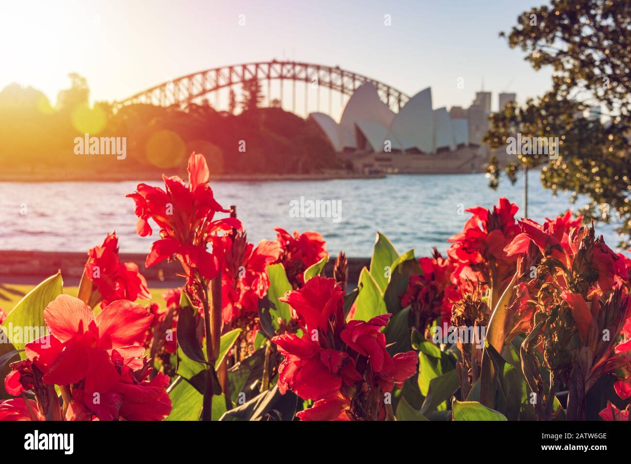 Leuchtend rote Kanonenlilienblumen mit Wahrzeichen von Sydney im Hintergrund. Sydney, Australien Tourism Background Stockfoto