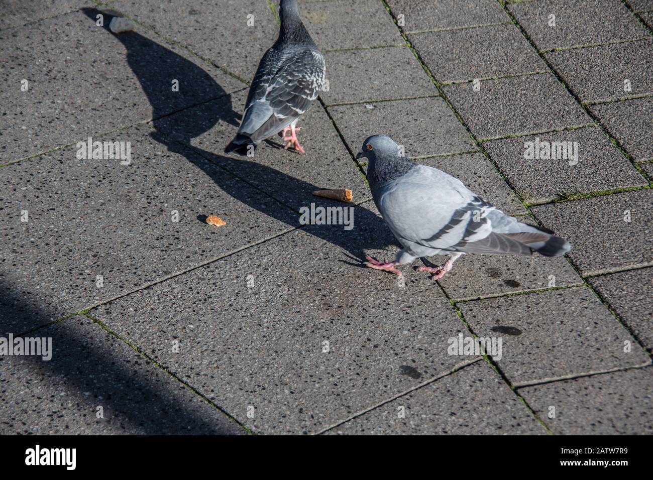 Hacktauben auf dem Marktplatz Stockfoto