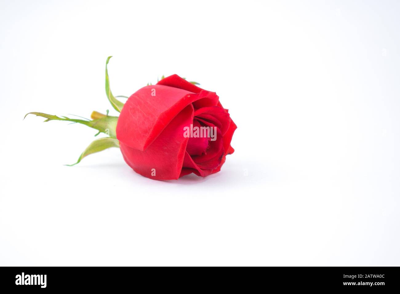 Eine schöne blühende rote Rose mit leuchtend roten Hochblättern, isoliert auf weißem Grund Stockfoto