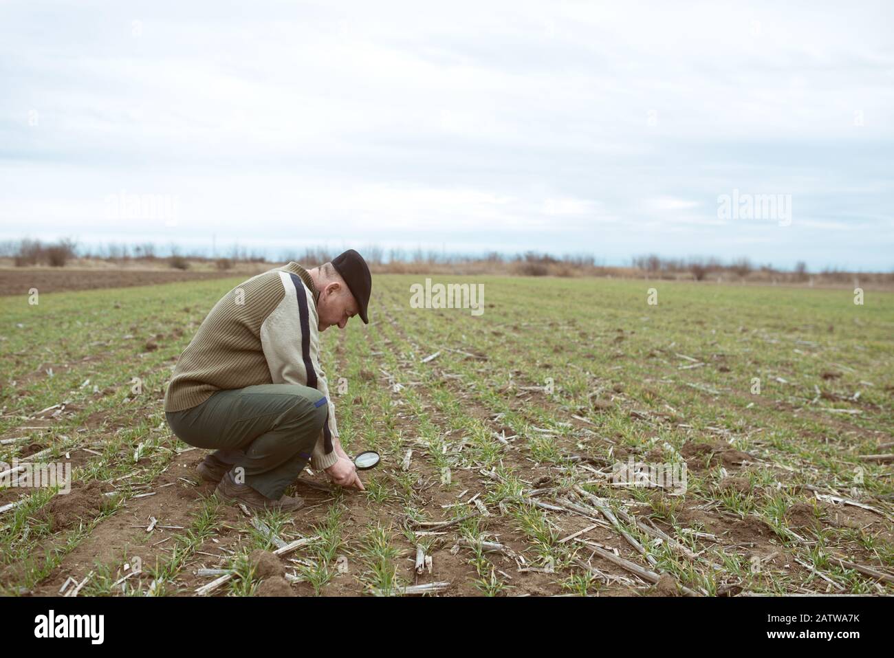 Der leitende Bauer auf dem Feld kontrolliert das Wachstum der Pflanzen Stockfoto