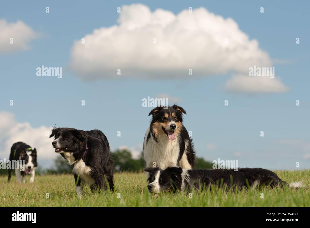 Eine Gruppe von gehorsamen Hunden - Grenzt An Collies in allen Altersgruppen vom jungen Hund bis zum Senior Stockfoto
