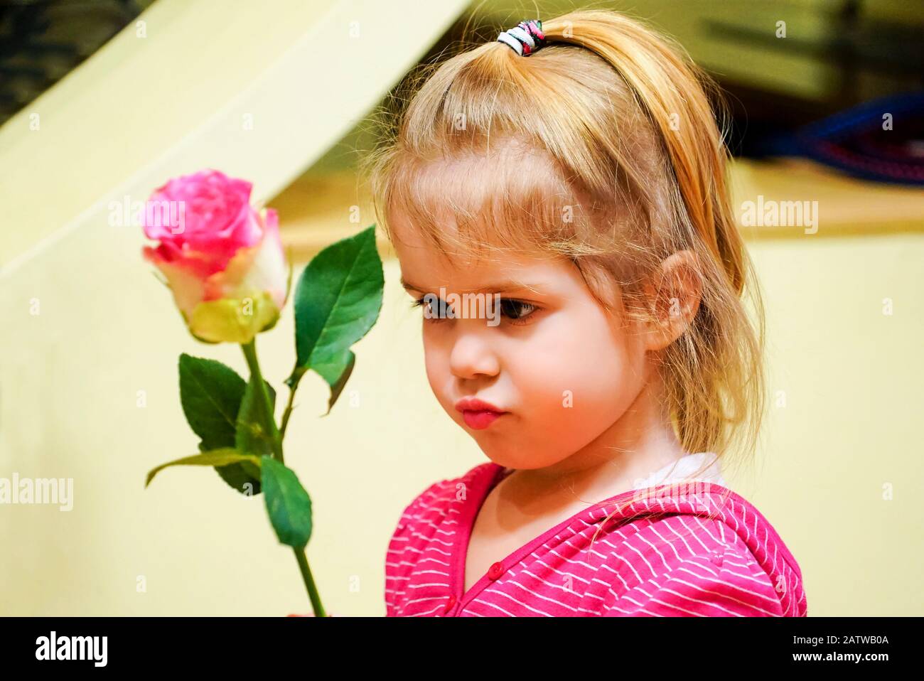 Das Mädchen gratuliert ihrer Großmutter und gibt Blumen Rosen Stockfoto