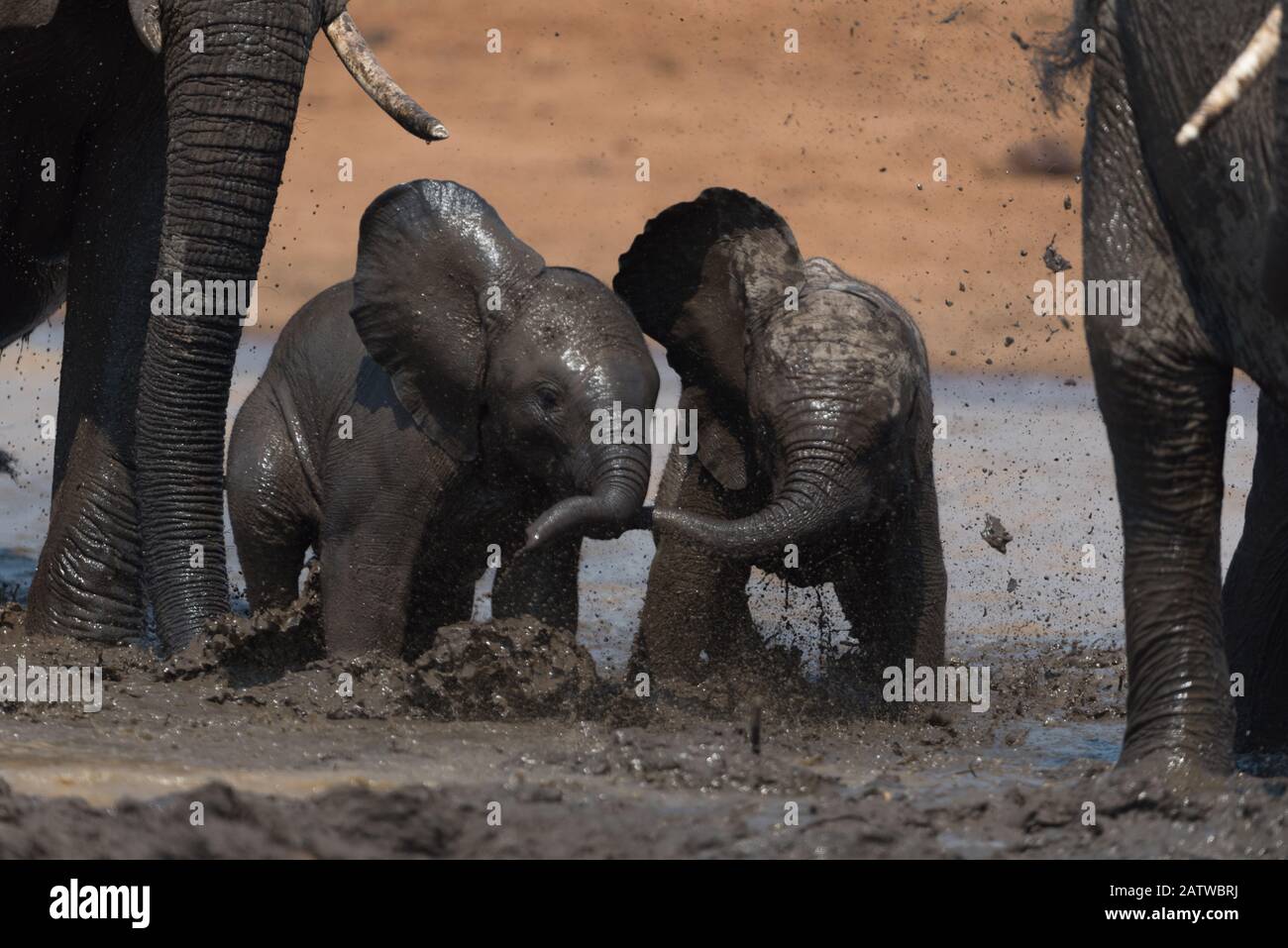 Elefantenkalb, Baby-Elefant in der afrikanischen Wildnis Stockfoto