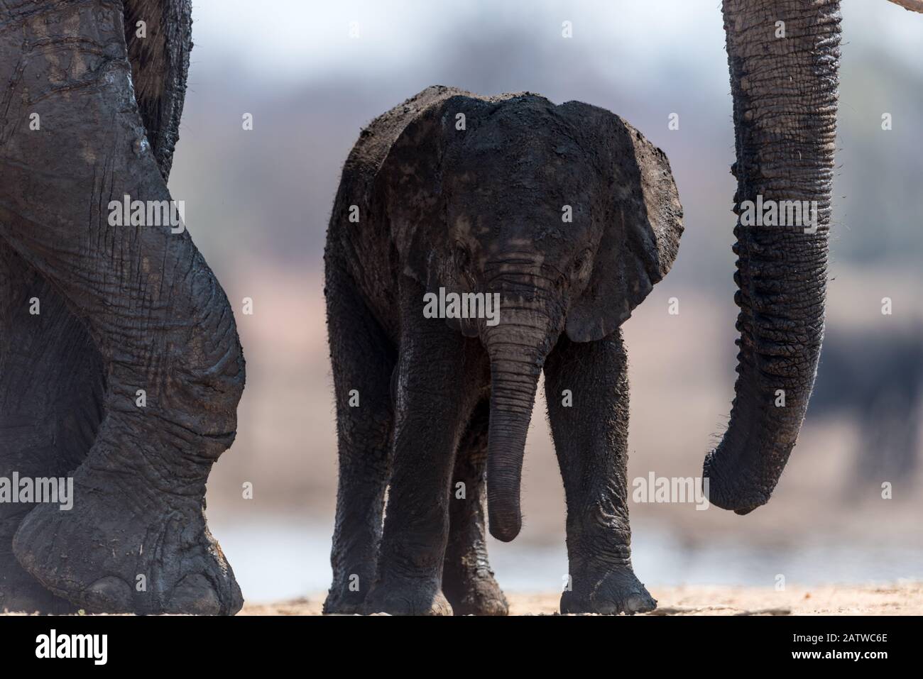 Elefantenkalb, Baby-Elefant in der afrikanischen Wildnis Stockfoto