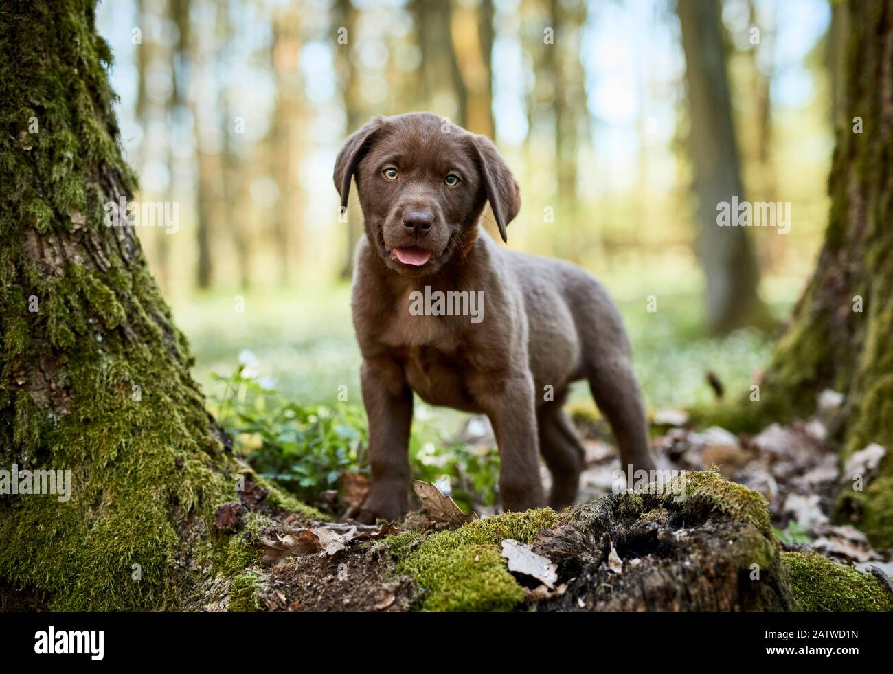 Labrador Retriever. Welpe steht im Frühling in einem Wald. Deutschland Stockfoto