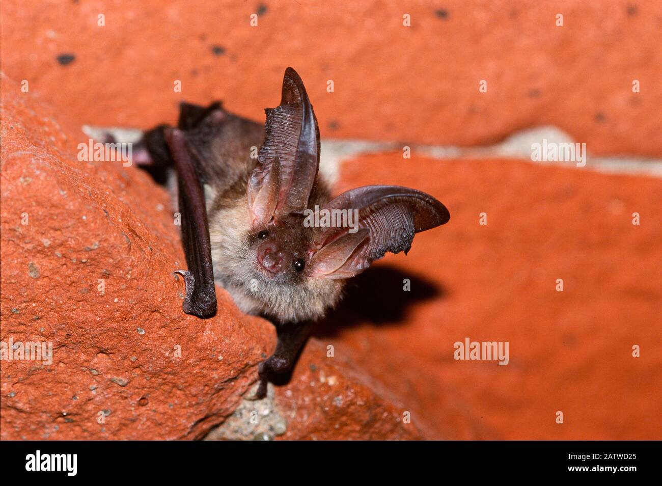 Brauner Langohriger Bat, häufiger Langohriger Bat (Plecotus auritus). Erwachsene, die sich an einer Wand festklammern. Deutschland Stockfoto