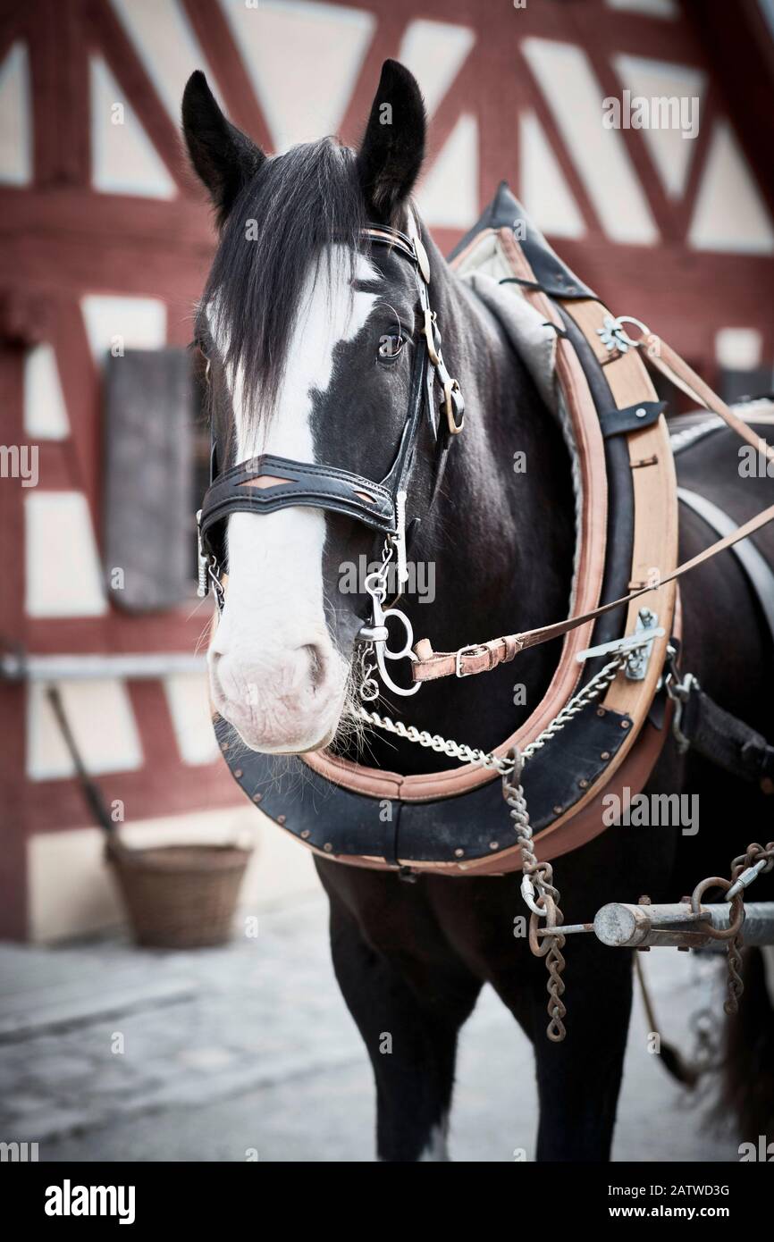 Shire Horse im Gurtzeug, vor einem Haus mit Holzrahmen. Deutschland Stockfoto