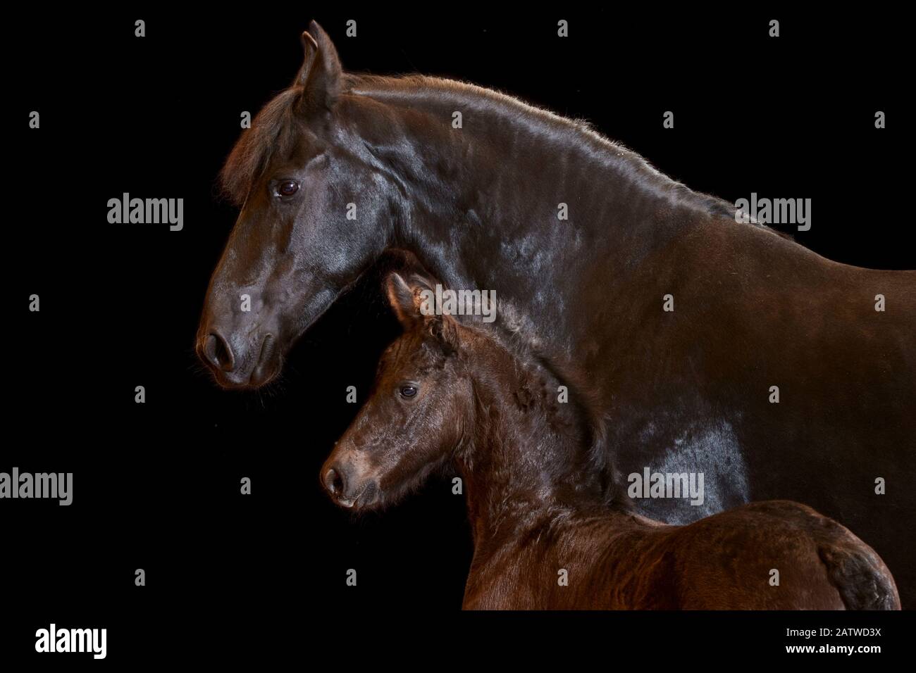 Friesisches Pferd. Porträt von Stute und Fohlen, vor schwarzem Hintergrund zu sehen. Deutschland Stockfoto