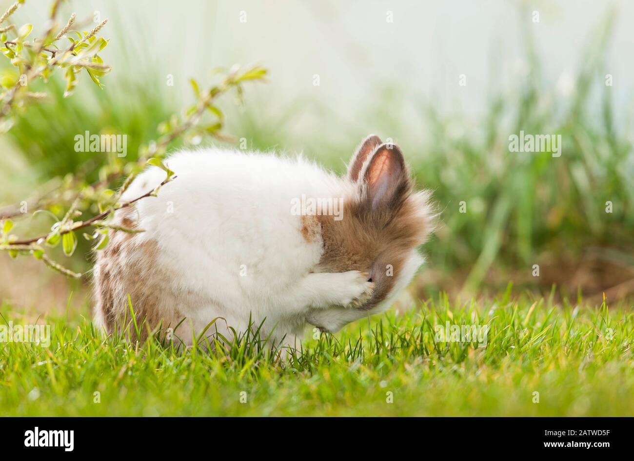 Zwergrabbit, Lionhead Rabbit im Gras, Grooming. Deutschland Stockfoto