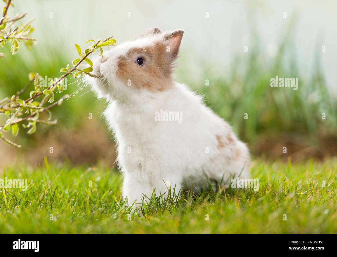 Zwergrabbit, Lionhead Rabbit im Gras, der eine Weidenschwücke isst. Deutschland Stockfoto