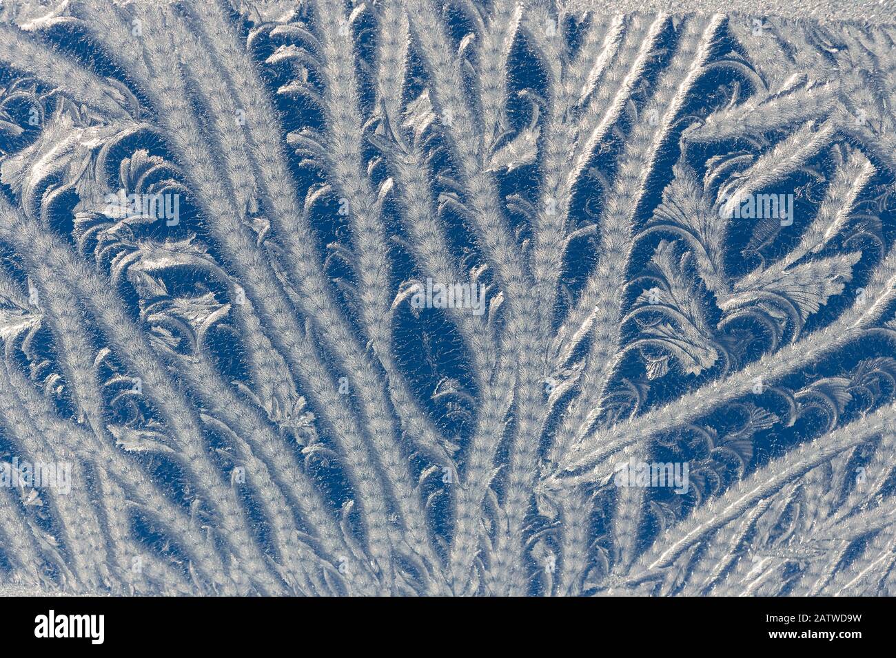 Frostmuster auf dem Glas Stockfoto